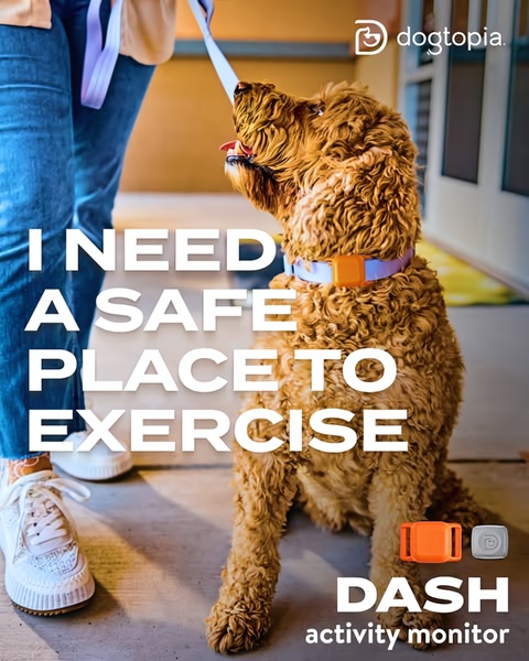 A 4:5 vertical ad featuring a dog and owner, emphasizing the need for a safe, monitored exercise environment for pets.